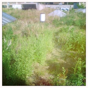 extensive green roof new york