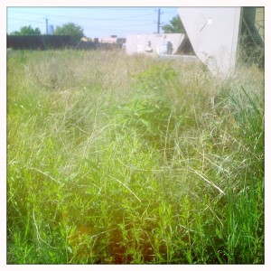 extensive green roof