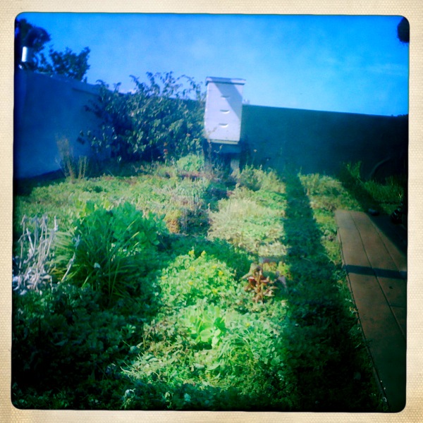 Turtles on a green roof