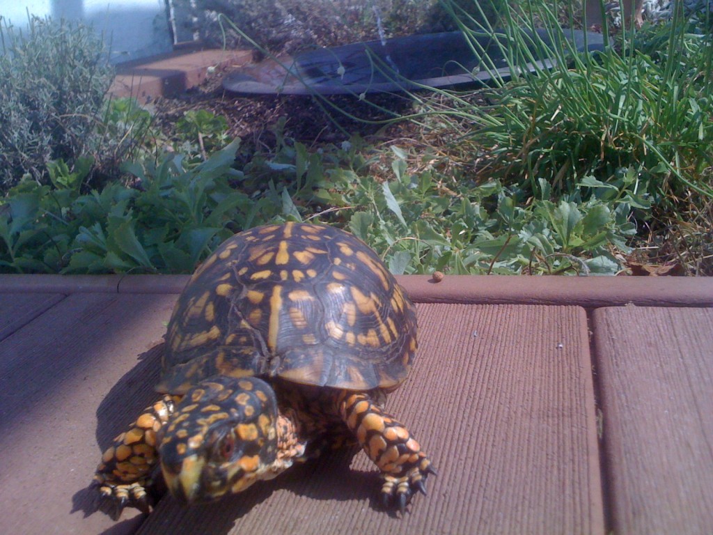 green roof biodiversity