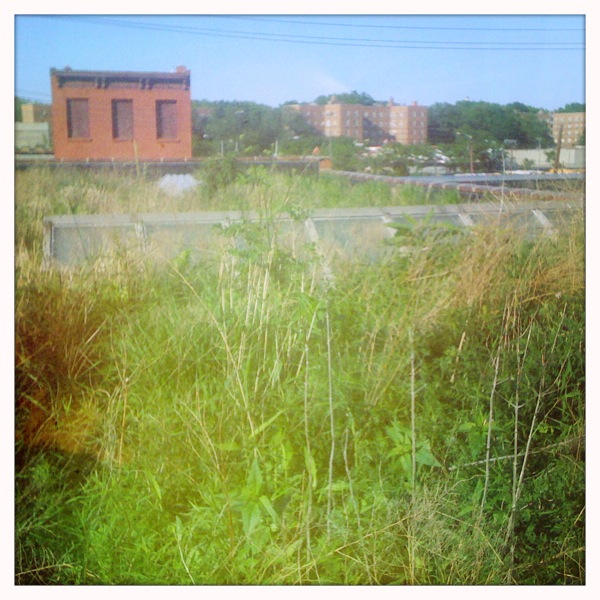 green roof new york